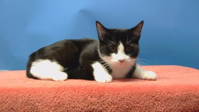 A young small-sized male Domestic Short Hair cat named Cuddles for adoption in Gardena, CA