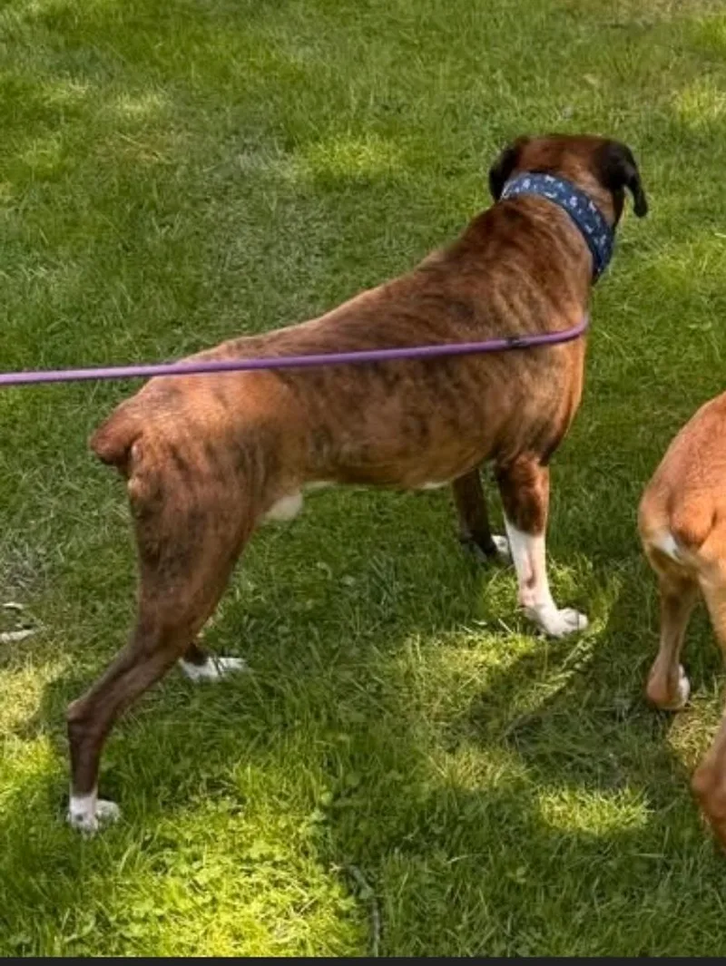An adult medium-sized male Boxer dog named Bugsy for adoption in Hamburg, NY