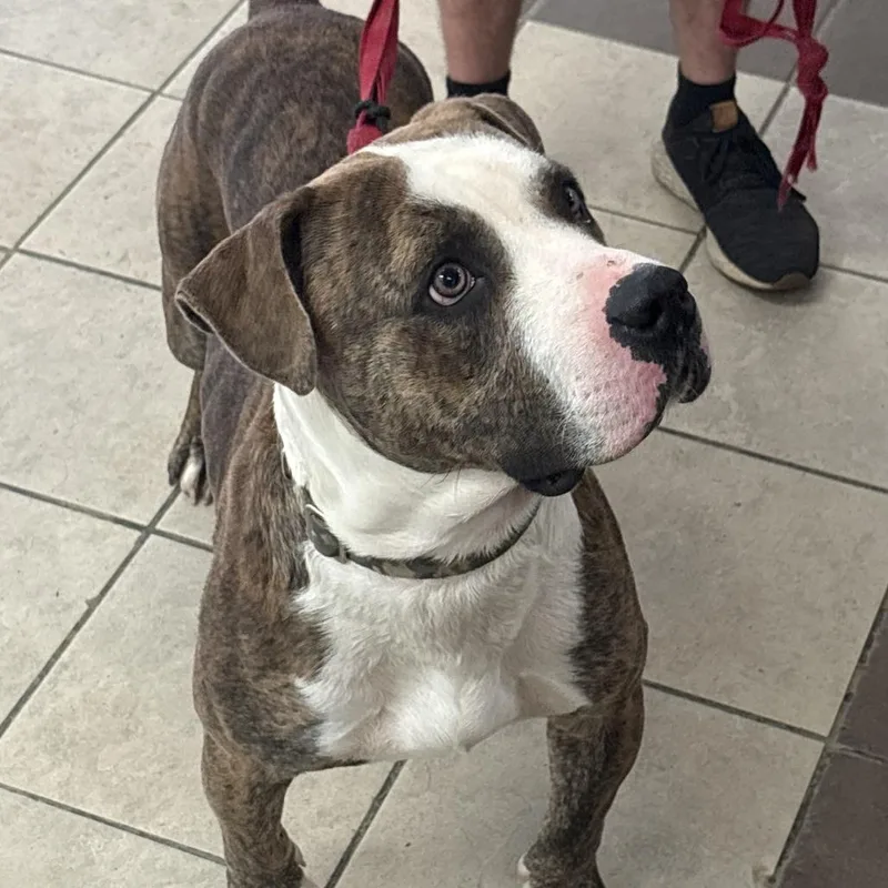 An adult large-sized male Brindle Mixed Breed dog named StrayBradleyParkDrive for adoption in Columbus, GA