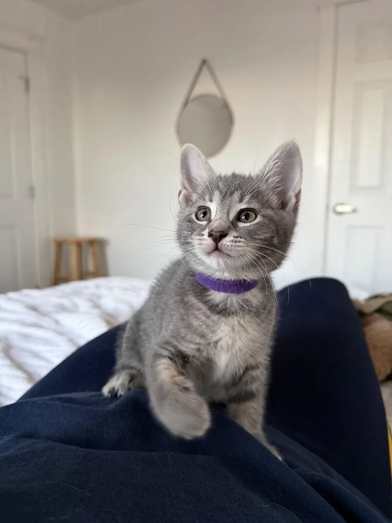 A baby small-sized female Domestic Short Hair cat named Chaga for adoption in Philadelphia, PA