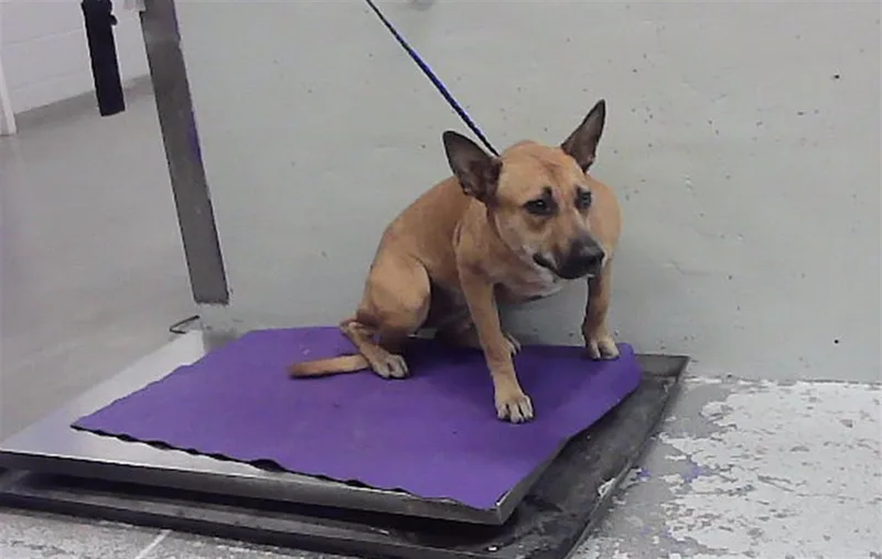A young medium-sized female German Shepherd Dog dog named Susie for adoption in Houston, TX