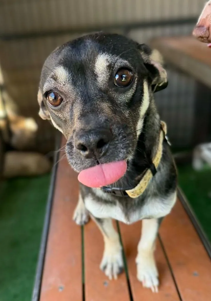 A young small-sized male Beagle dog named Hook for adoption in San Diego, CA