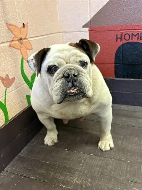 An adult large-sized female English Bulldog dog named Pudgey for adoption in Castaic, CA