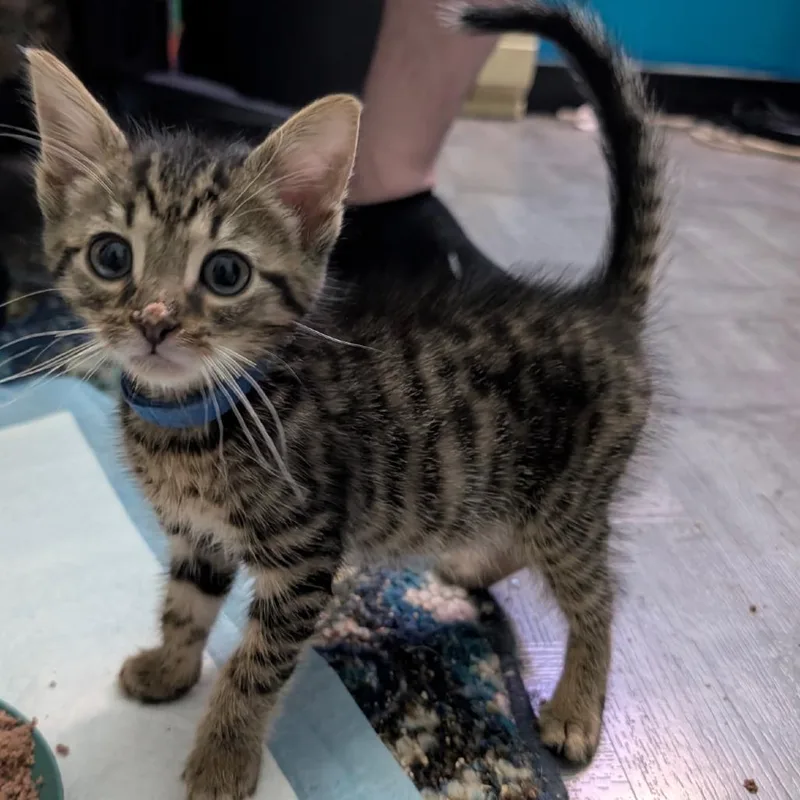 A baby small-sized male Brown / Chocolate Domestic Short Hair cat named Chili for adoption in York, PA