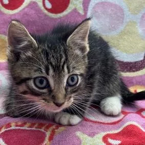 A baby small-sized male Domestic Short Hair cat named Taco for adoption in Wappingers Falls, NY