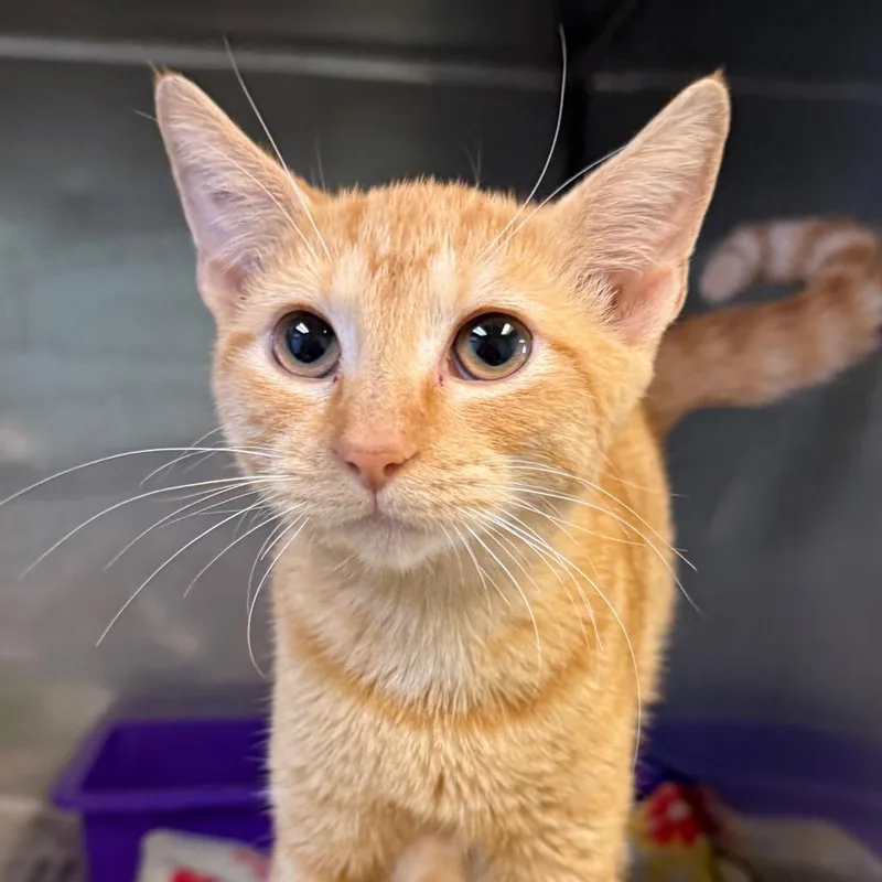 A baby small-sized female Orange / Red Domestic Short Hair cat named Kady for adoption in Jacksonville, AR