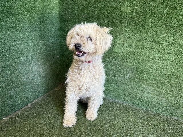 A senior medium-sized male Shih Tzu dog named Bailey for adoption in Lancaster, CA
