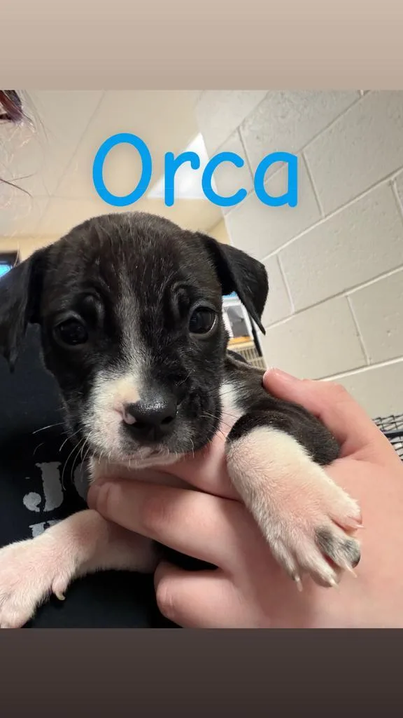 Orca thumbnail 4
