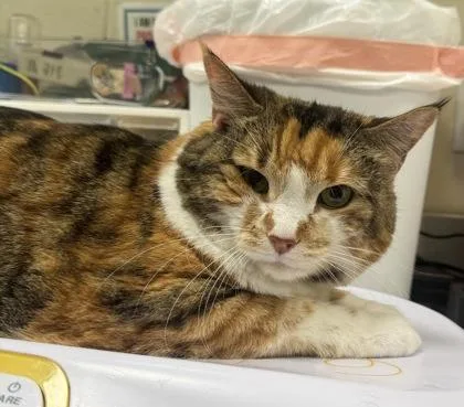 A senior large-sized female Domestic Short Hair cat named Callie Girl for adoption in Fishers, IN