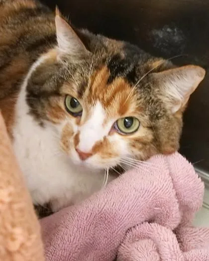 Callie Girl thumbnail 2