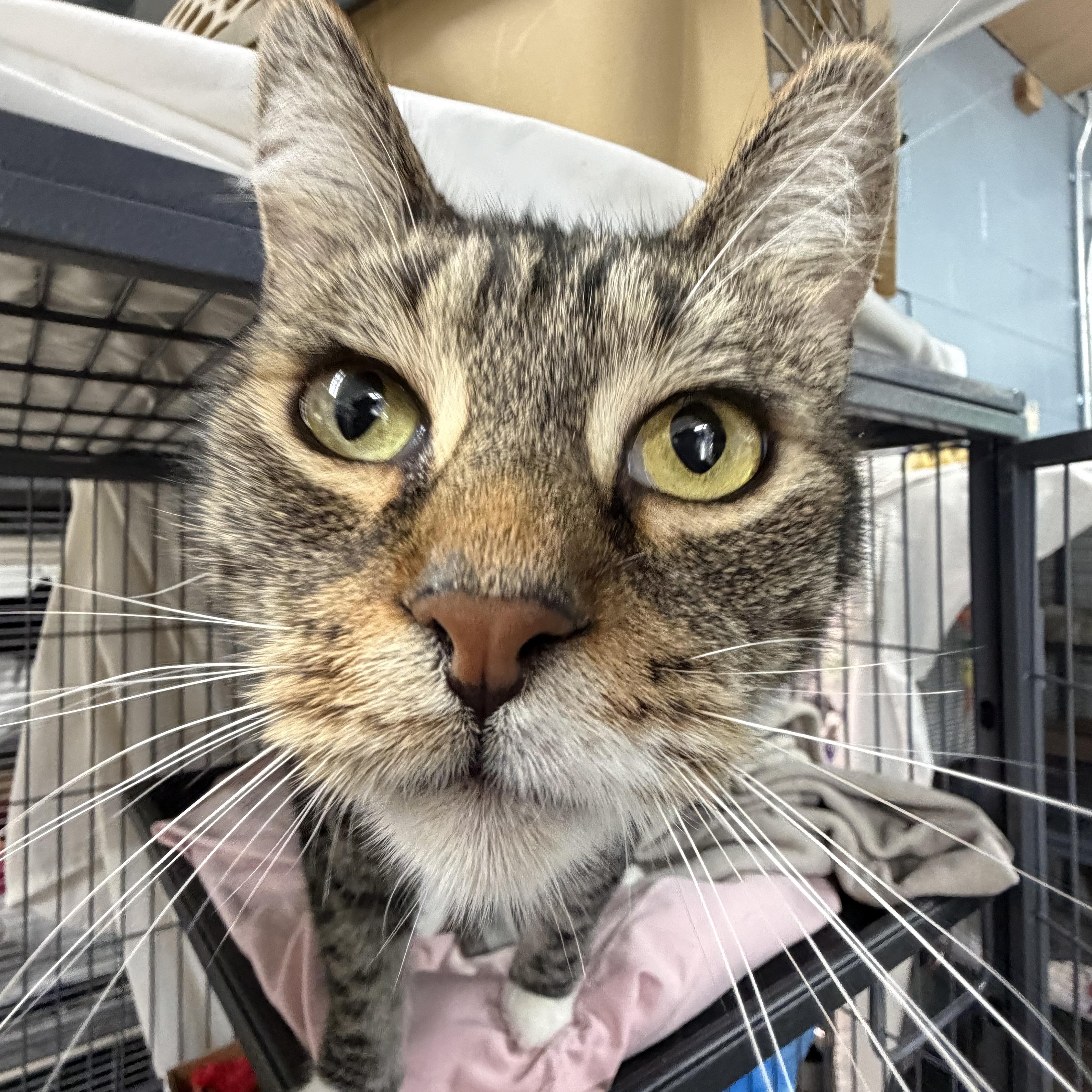 A senior large-sized male Domestic Short Hair cat named Rocket for adoption in Albemarle, NC