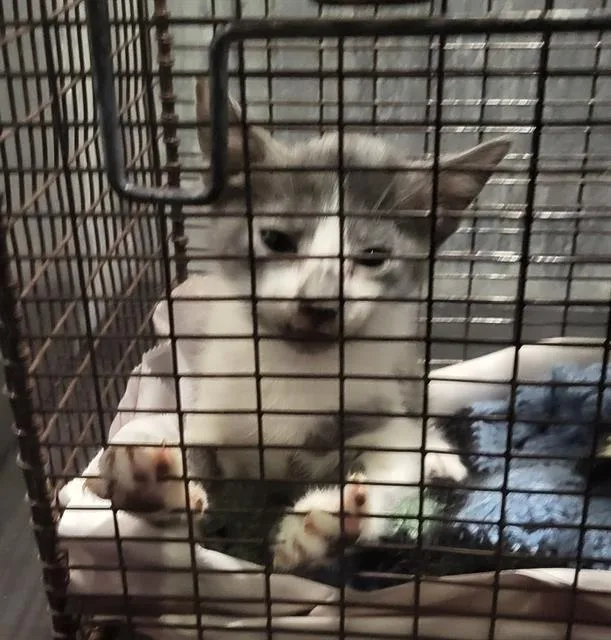 A baby small-sized female Domestic Short Hair cat named Sammie for adoption in San Antonio, TX