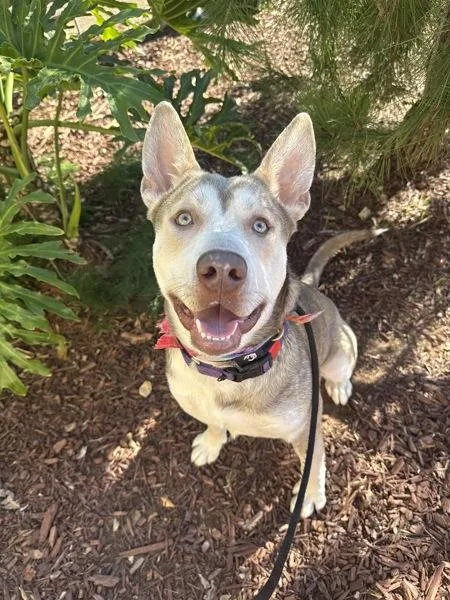 A young large-sized male Siberian Husky dog named Kane for adoption in San Diego, CA
