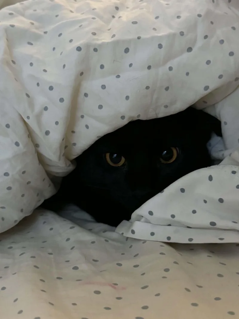 A young medium-sized female Domestic Short Hair cat named Stella Bean for adoption in Hull, MA