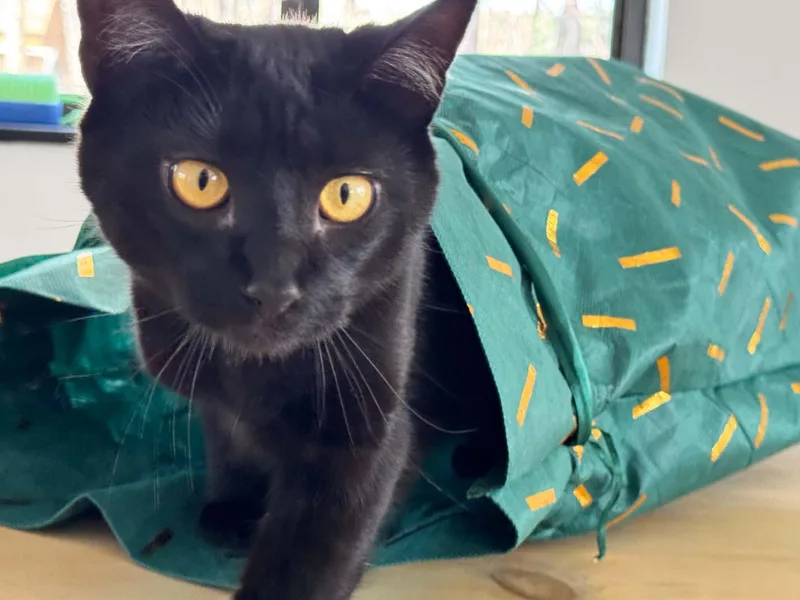 Stella Bean thumbnail 2