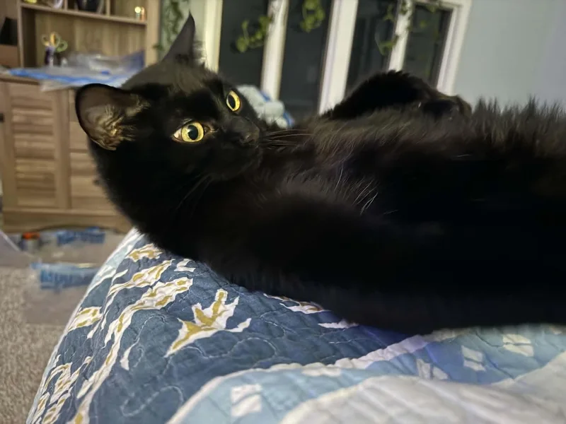 Stella Bean thumbnail 5