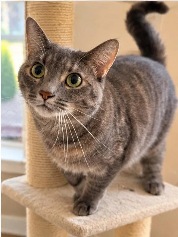 A young medium-sized female Dilute Calico cat named Fraya for adoption in Knoxville, TN