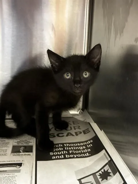 A baby small-sized male Domestic Short Hair cat named Saul for adoption in Fort Lauderdale, FL