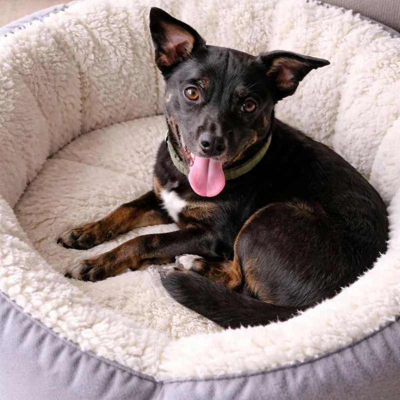 Rose – The Cutest thumbnail 2