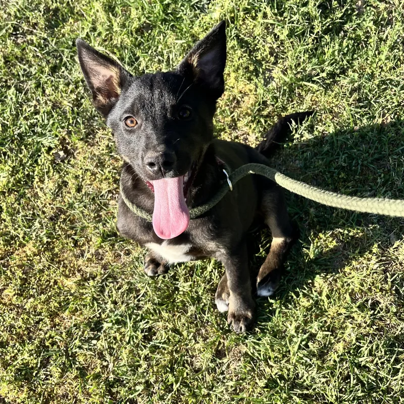 Rose – The Cutest thumbnail 3