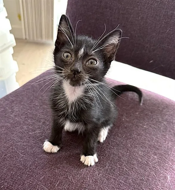 A baby small-sized male Domestic Short Hair cat named Virgil for adoption in Sacramento, CA