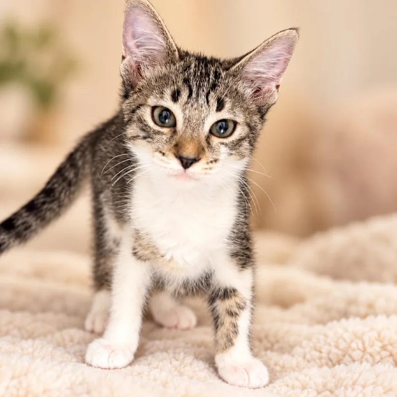 A baby small-sized female Domestic Short Hair cat named Tiffany for adoption in Wickenburg, AZ