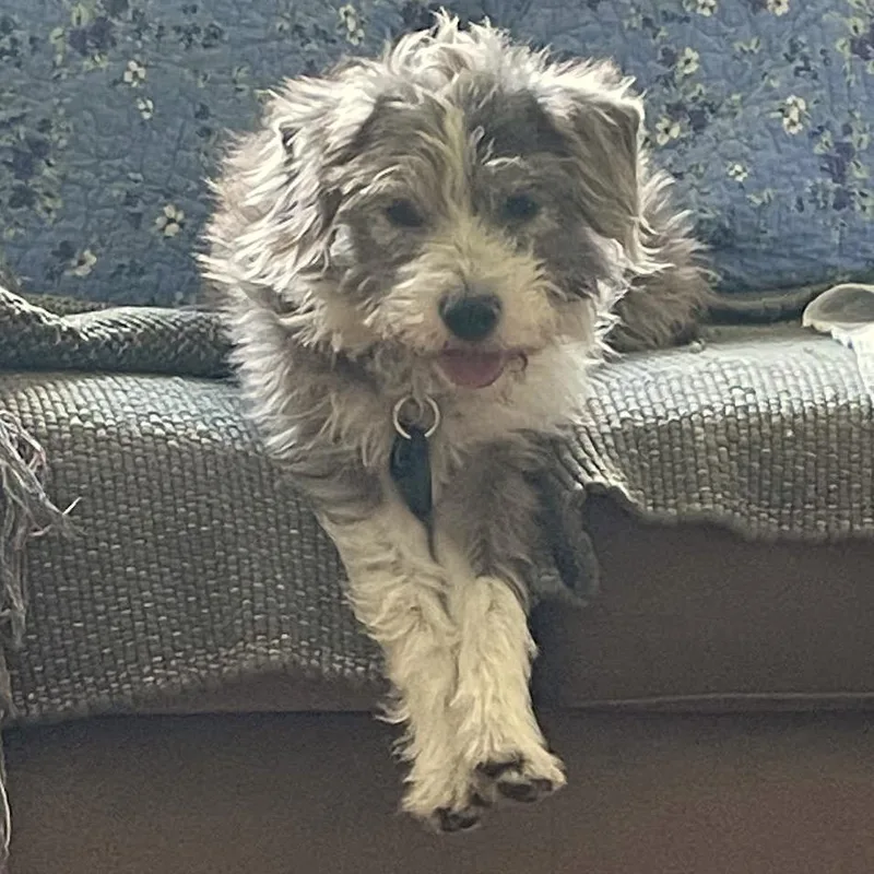 An adult medium-sized female Gray / Blue / Silver Miniature Schnauzer dog named Daisy D for adoption in Princeton, MN