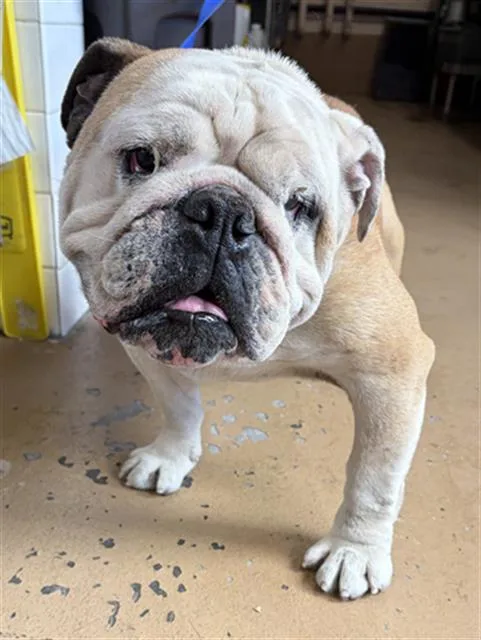 An adult medium-sized male English Bulldog dog named Mambo for adoption in Chula Vista, CA