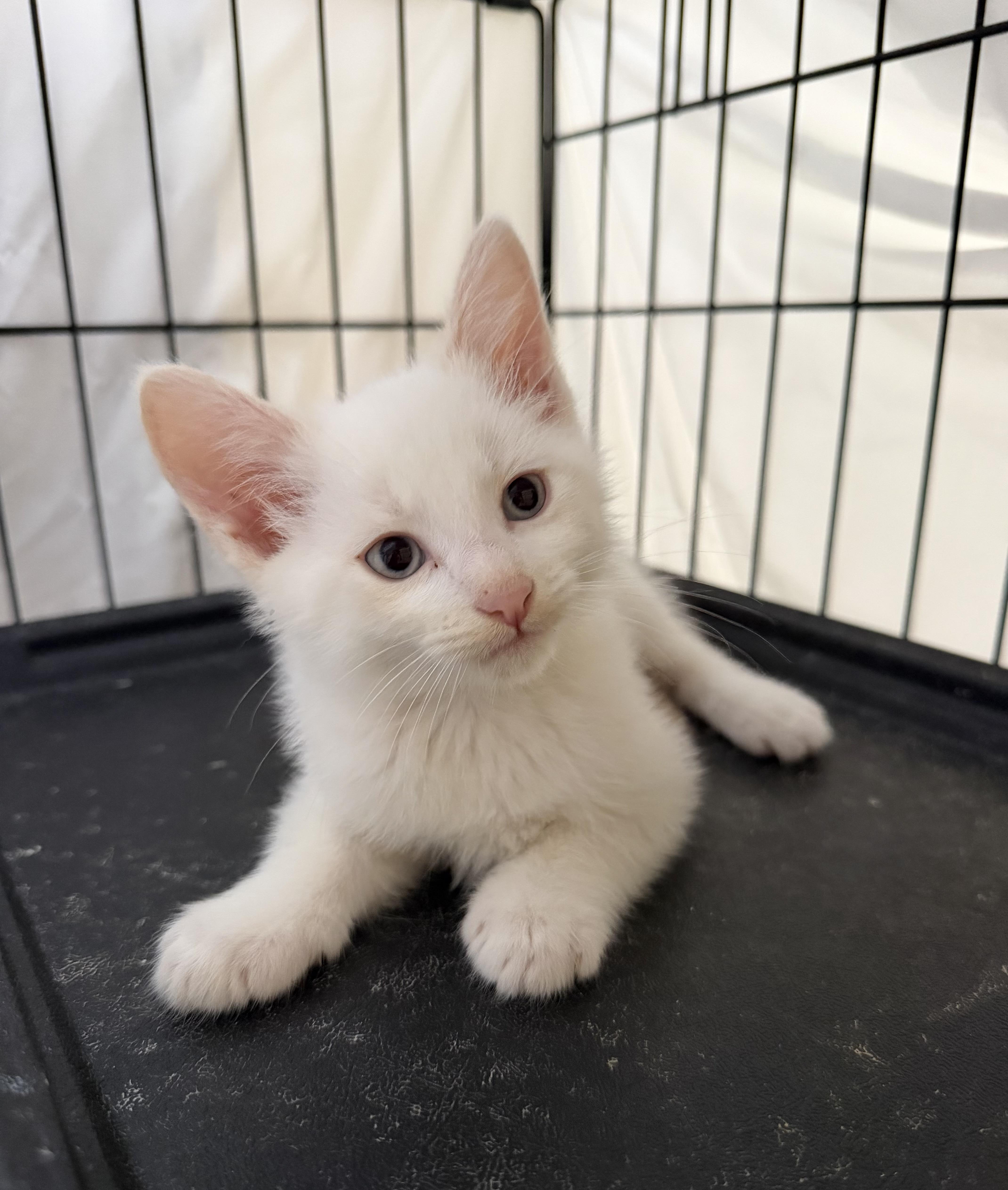 A baby large-sized male Flame Point Domestic Short Hair cat named Ember for adoption in Gardena, CA