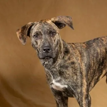 An adult large-sized male Brindle Labrador Retriever dog named Hobbes Easygoing Sweetheart for adoption in League City, TX