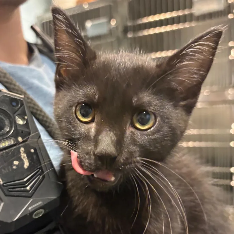 A baby small-sized male Black Domestic Short Hair cat named Obsidian for adoption in Chattanooga, TN