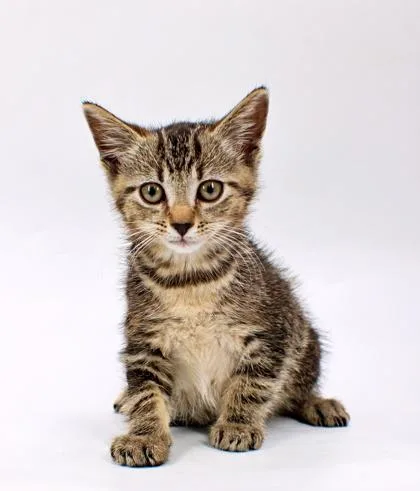 A baby small-sized male Domestic Short Hair cat named Butternut for adoption in Morton Grove, IL