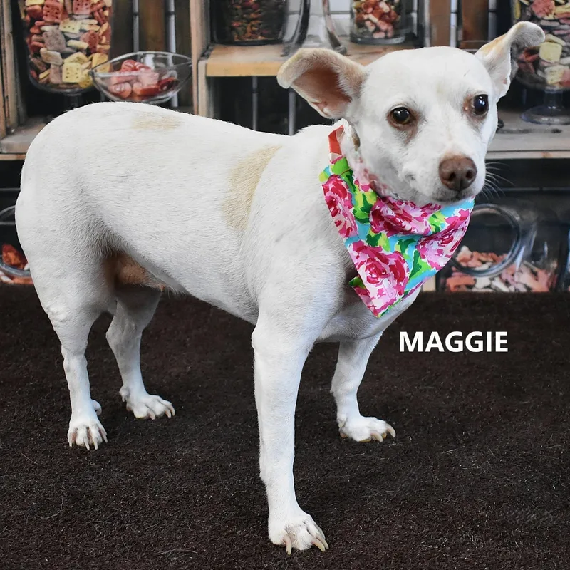 Maggie thumbnail 2