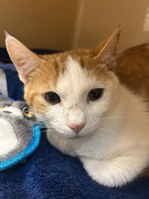 A young medium-sized male Orange & White Domestic Short Hair cat named Tray for adoption in Elyria, OH