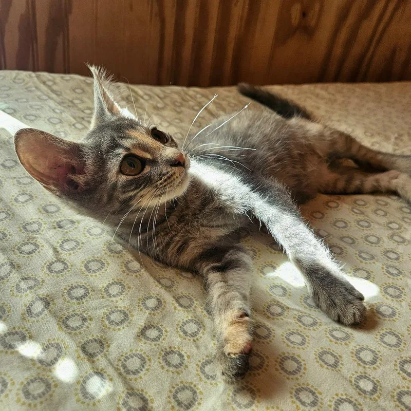A baby small-sized female Domestic Short Hair cat named Buttercup for adoption in Delta, AL