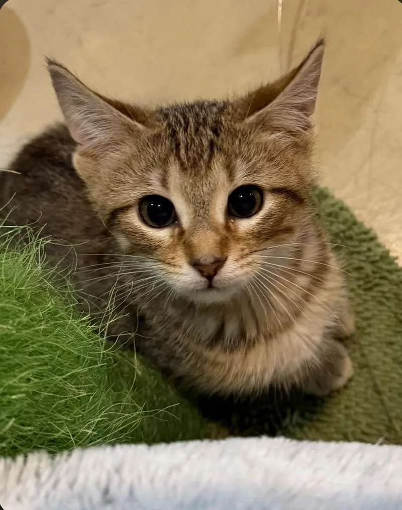 A baby medium-sized male Tabby (Brown / Chocolate) Domestic Short Hair cat named Mochi for adoption in Lincoln, NE