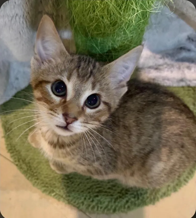 Mochi thumbnail 2