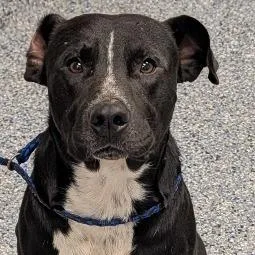 An adult medium-sized male Black Mixed Breed dog named Panky for adoption in Greenville, SC