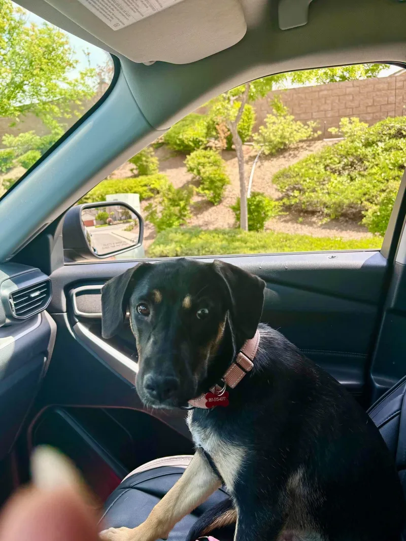 A baby medium-sized female Australian Cattle Dog / Blue Heeler dog named Nesta for adoption in Anza, CA