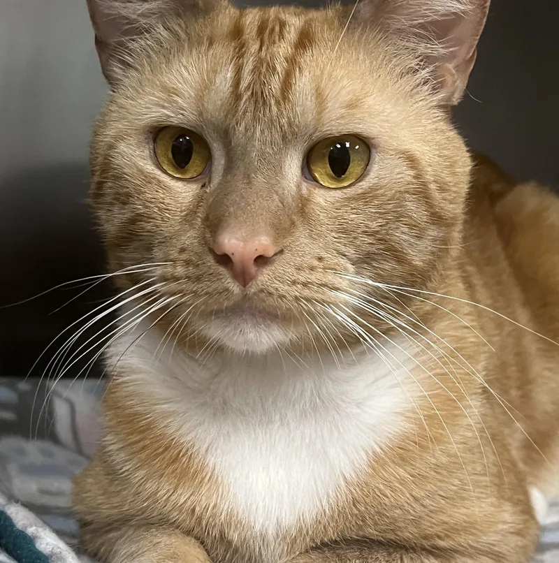 A young medium-sized male Tabby (Orange / Red) Domestic Short Hair cat named Ranger for adoption in Johnston, RI