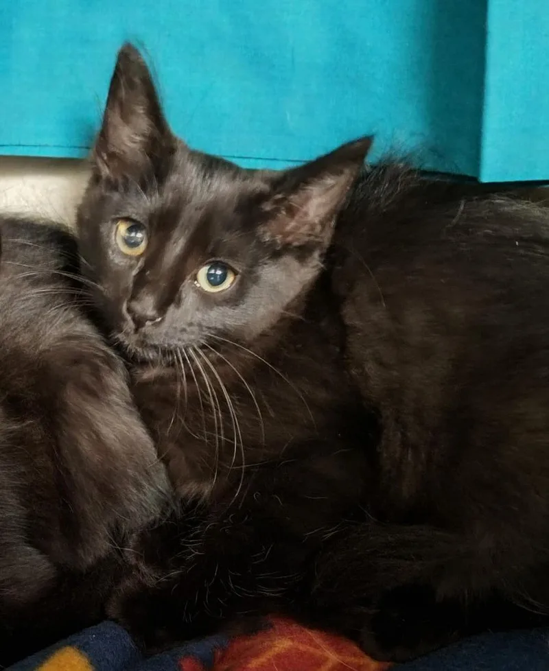 A baby small-sized female Domestic Medium Hair cat named Locker for adoption in Grand Forks, ND