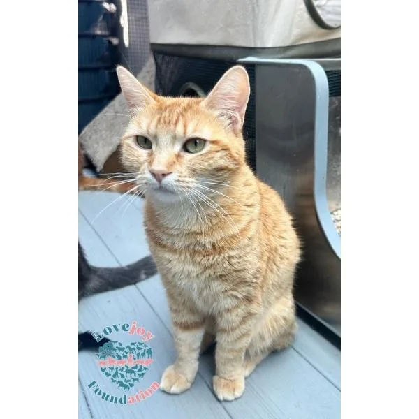 A young medium-sized female Tabby (Orange / Red) Domestic Short Hair cat named Ginger for adoption in Inglewood, CA