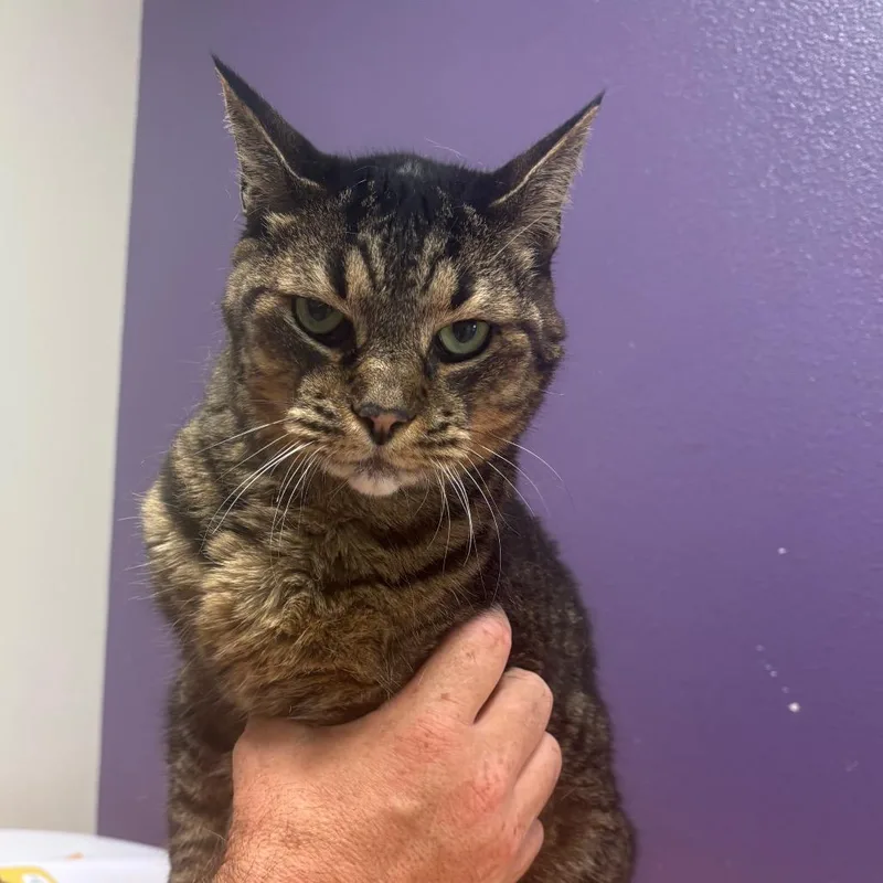 A senior large-sized female Black Domestic Short Hair cat named Tilly for adoption in Englewood, FL