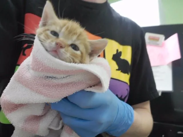 Sherbert