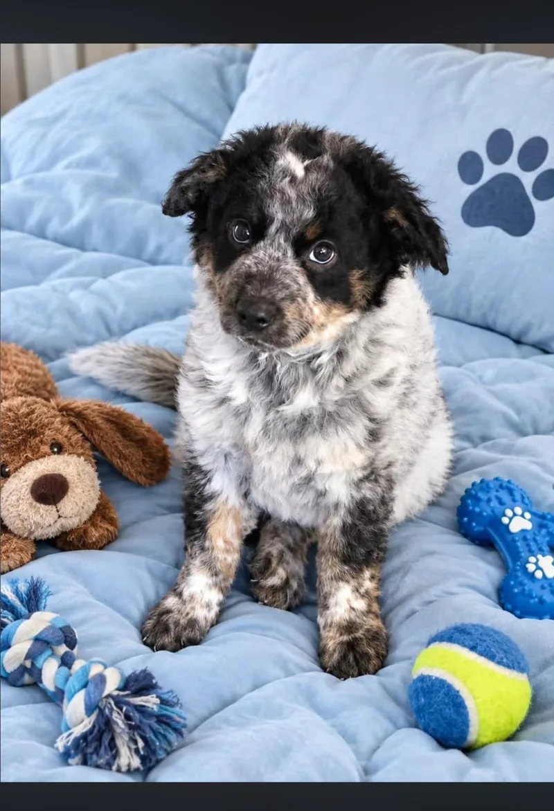A young medium-sized male Australian Cattle Dog / Blue Heeler dog named Joey for adoption in Hampton, VA