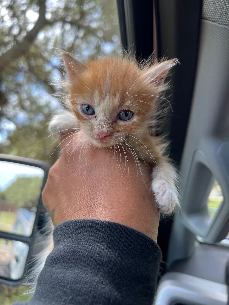 A baby small-sized male Domestic Short Hair cat named Peter for adoption in Rockport, TX