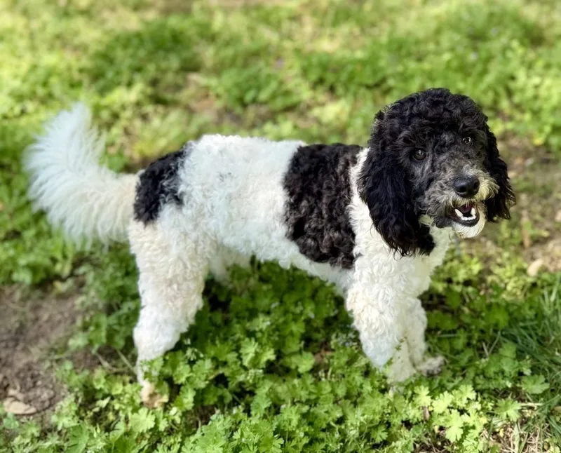 An adult small-sized male Poodle dog named Rudolph for adoption in Dunwoody, GA