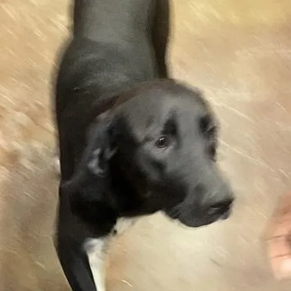 A young large-sized female Mixed Breed dog named Twopie for adoption in Cincinnati, OH