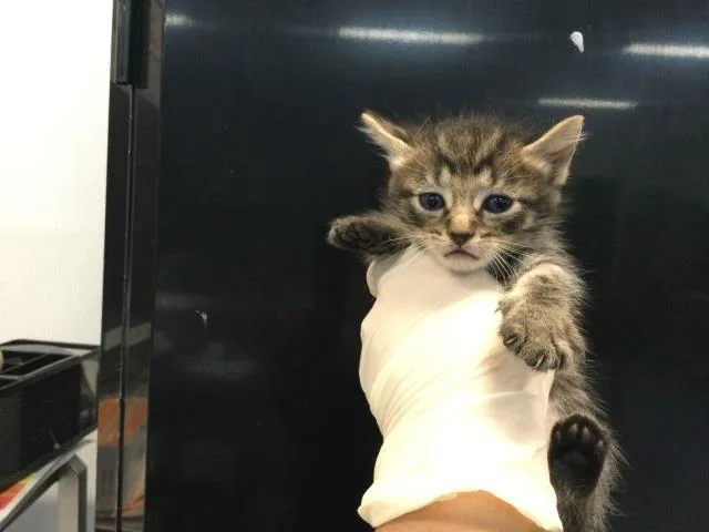 A baby small-sized male Domestic Short Hair cat named Jim for adoption in Thousand Palms, CA