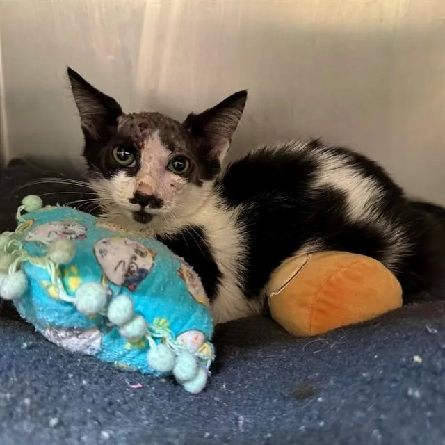 A baby small-sized male Domestic Short Hair cat named Lucky for adoption in Riverside, CA
